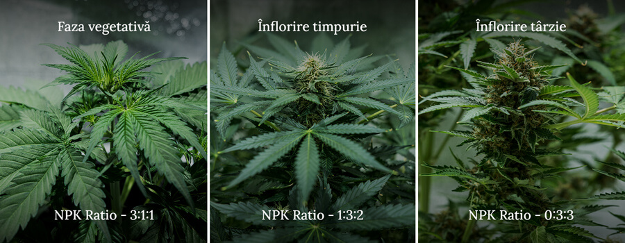 NPK ratio in cannabis