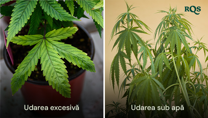 Plante de cannabis care prezintă simptome de supraudare, cu frunze umflate și galbene, și subudare, cu frunze uscate și îngălbenite. Evidențiază frunzele galbene ale cannabisului din cauza problemelor de udare.