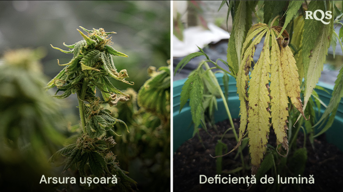 Comparație între frunze de cannabis care arată deteriorări cauzate de arsuri de lumină și deficiențe de lumină, cu decolorări galbene și maro. Legat de îngălbenirea frunzelor de cannabis din cauza stresului luminos.