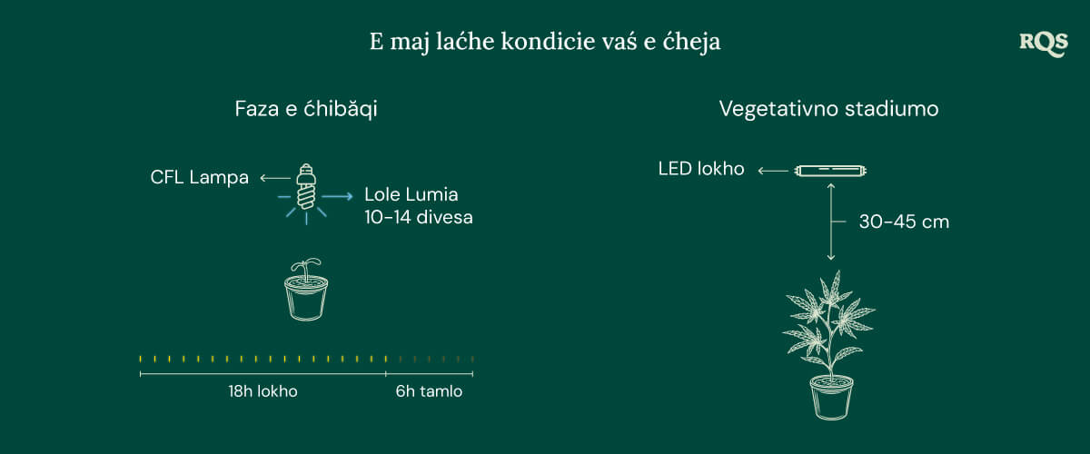 Light Conditions for cannabis seedling