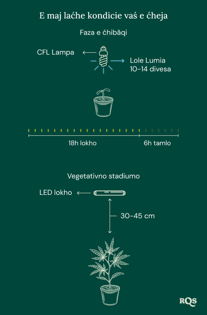 Light Conditions for cannabis seedling