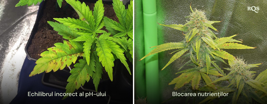 Comparație alăturată a plantelor de cannabis afectate de un dezechilibru al pH-ului și blocarea nutrienților, cu îngălbenire și înnegrire vizibile ale frunzelor. Legat de frunzele galbene de cannabis și deficiențele de nutrienți.