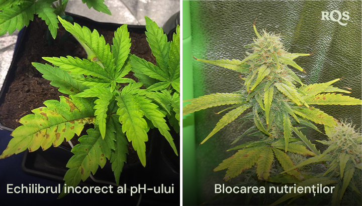 Comparație alăturată a plantelor de cannabis afectate de un dezechilibru al pH-ului și blocarea nutrienților, cu îngălbenire și înnegrire vizibile ale frunzelor. Legat de frunzele galbene de cannabis și deficiențele de nutrienți.