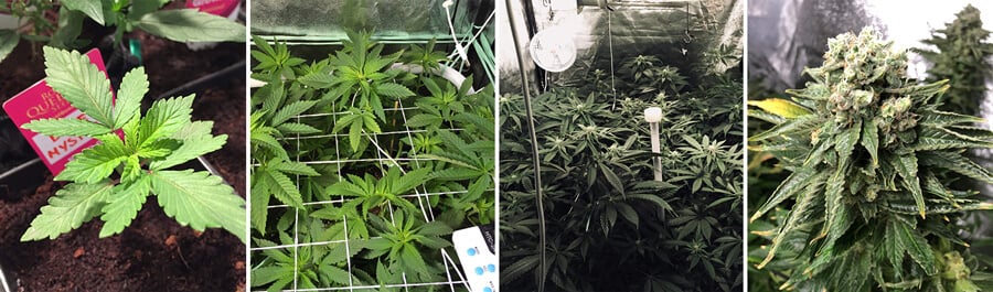 Colaj de fotografii care arată creșterea unei plante de cannabis Blue Mystic într-o cameră de cultivare interioară, de la frunze verzi vibrante până la dezvoltarea mugurilor maturi, evidențiind întreaga sa călătorie până la recoltare.