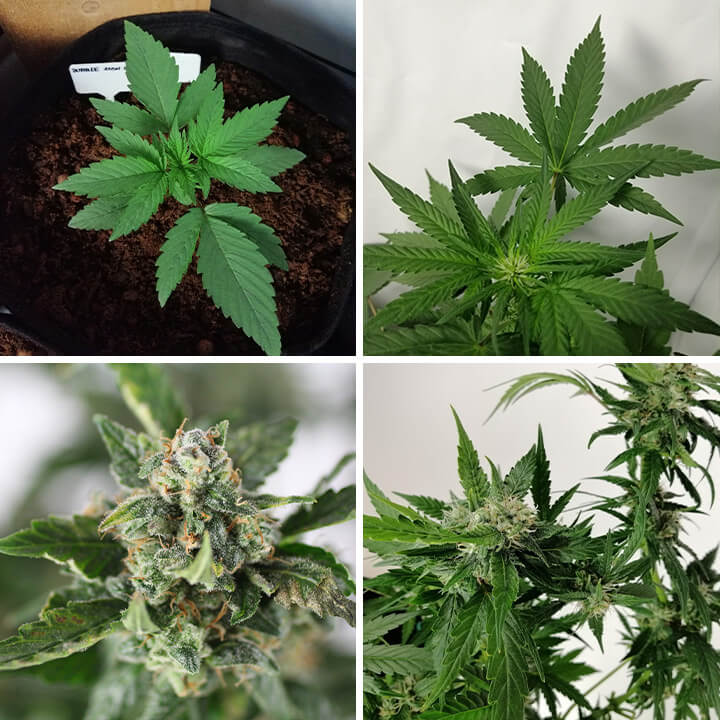 Colaj cu 4 fotografii ale plantei de cannabis Bubble Kush Auto, incluzând o plantă tânără, frunze verzi sănătoase și muguri maturi și rezinoși