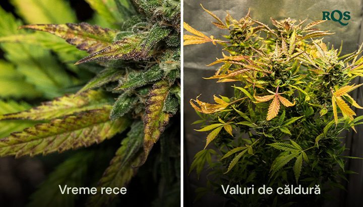 Comparație alăturată a frunzelor de cannabis deteriorate de frig și valuri de căldură, cu îngălbenire și încrețire vizibile. Evidențiază stresul de mediu asupra frunzelor de cannabis care se îngălbenesc.