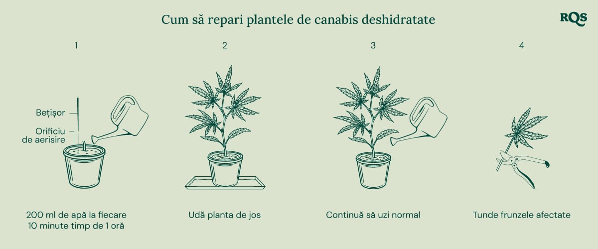 How to fix underwatered cannabis