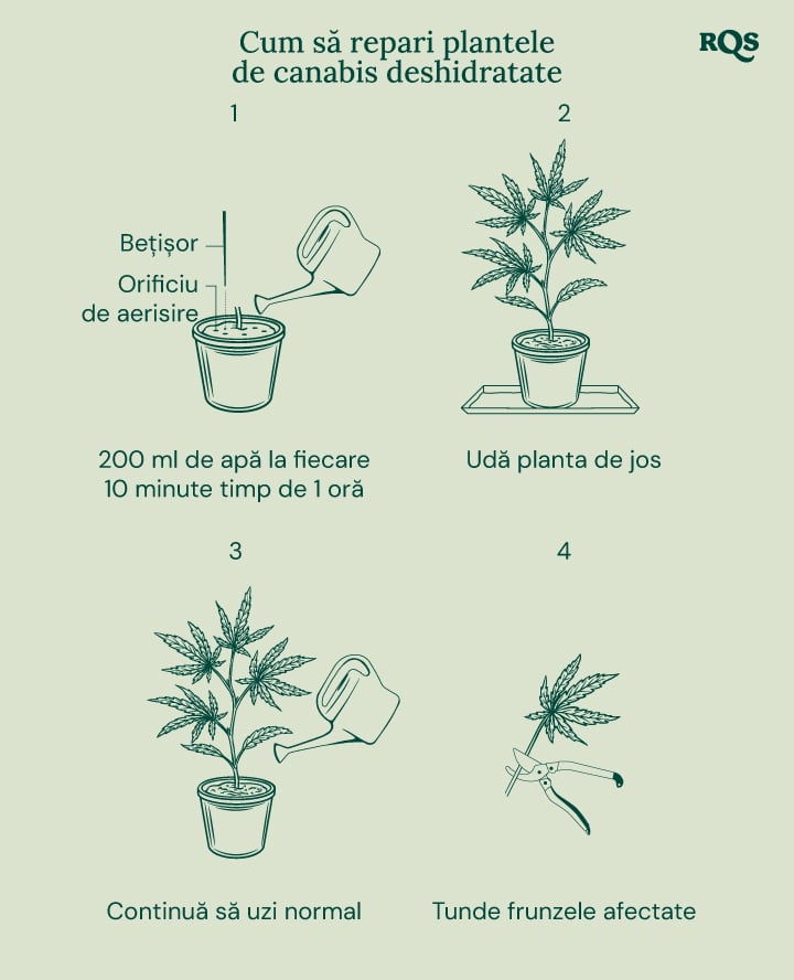 How to fix underwatered cannabis