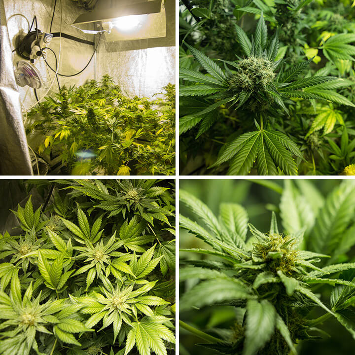 Seria de fotografii care evidențiază trăsăturile unice ale unei plante de cannabis Somango XL cultivate în interior, prezentându-i frunzele largi și mugurii acoperiți de brumă, subliniind calitățile distinctive ale tulpinii.