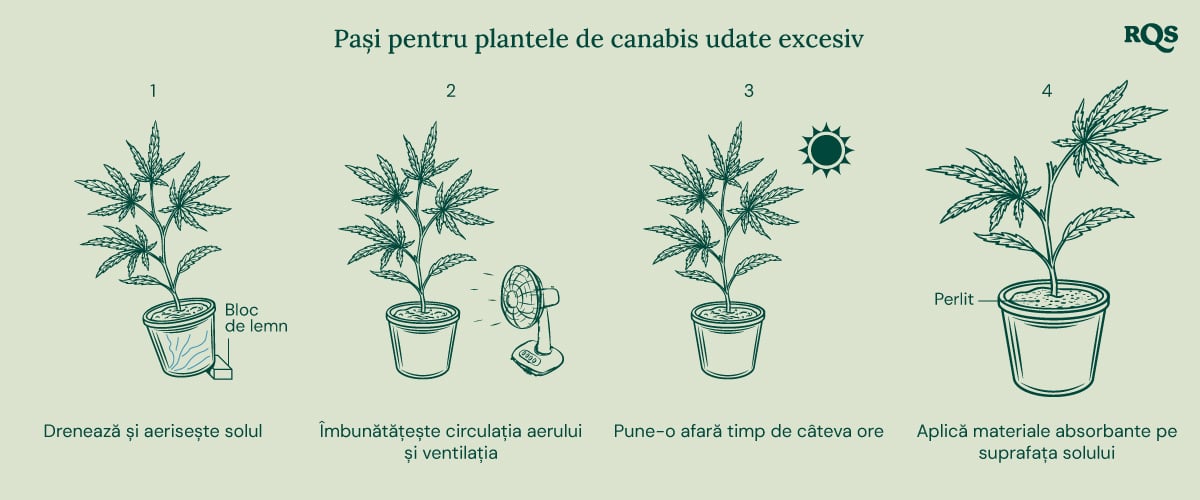 How to fix underwatered cannabis