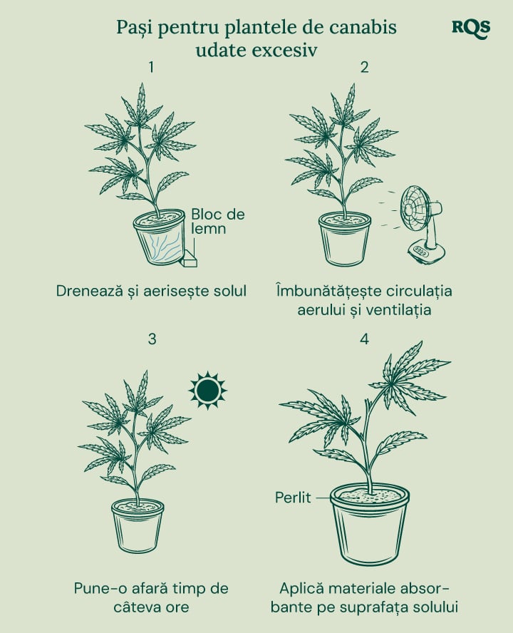 How to fix overwatered cannabis