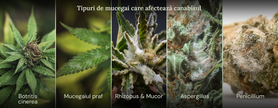 Un colaj de imagini care prezintă diferite tipuri de mucegai care pot afecta plantele de cannabis. Tipurile de mucegai prezentate sunt Botrytis cinerea, mucegaiul praf, Rhizopus și Mucor, Aspergillus și Penicillium.