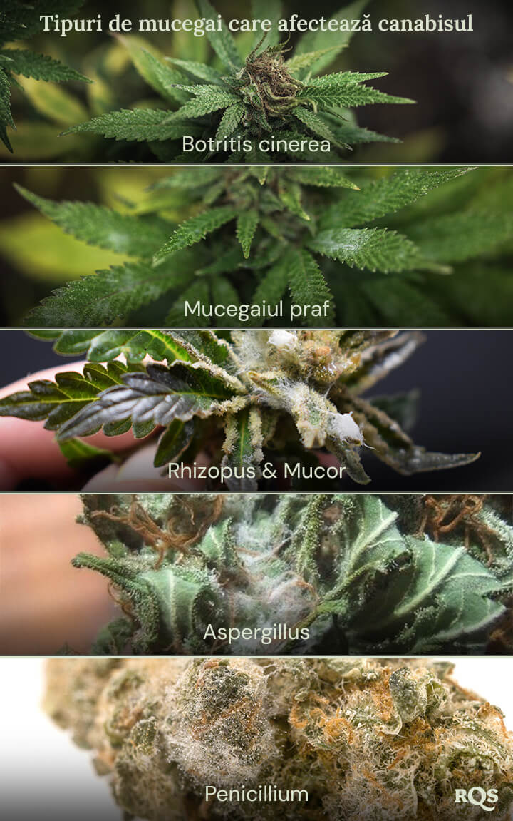 Un colaj de imagini care prezintă diferite tipuri de mucegai care pot afecta plantele de cannabis. Tipurile de mucegai prezentate sunt Botrytis cinerea, mucegaiul praf, Rhizopus și Mucor, Aspergillus și Penicillium.