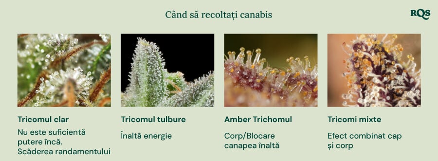 Un ghid vizual pentru recoltarea de cannabis pe baza culorii trichomilor. Arată patru etape: tricomi clari (nu suficient de puternici), tricomi lapte (efect energizant), tricomi chihlimbar (efect corporal/sedativ) și tricomi mixți (efect echilibrat corp și minte).