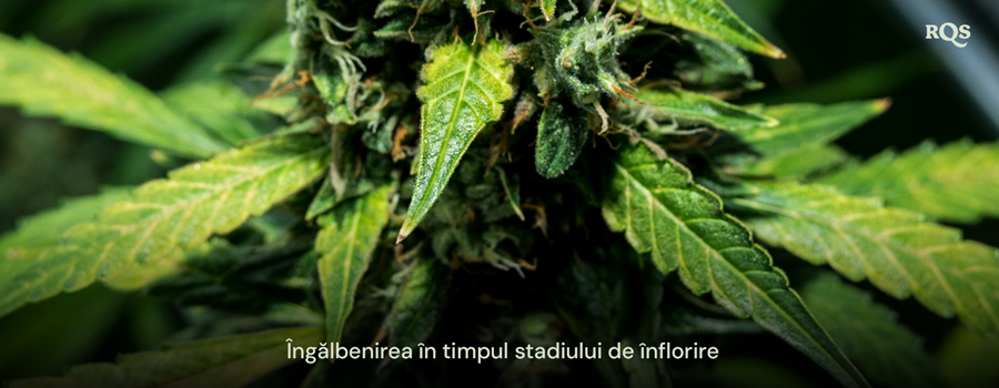 Prim-plan al frunzelor de cannabis care se îngălbenesc în timpul stadiului de înflorire, arătând semne de senescență sau potențiale deficiențe nutriționale. Relevant pentru frunzele principale care se îngălbenesc în timpul înfloririi.