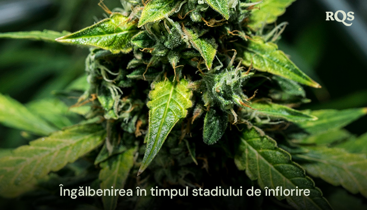 Prim-plan al frunzelor de cannabis care se îngălbenesc în timpul stadiului de înflorire, arătând semne de senescență sau potențiale deficiențe nutriționale. Relevant pentru frunzele principale care se îngălbenesc în timpul înfloririi.