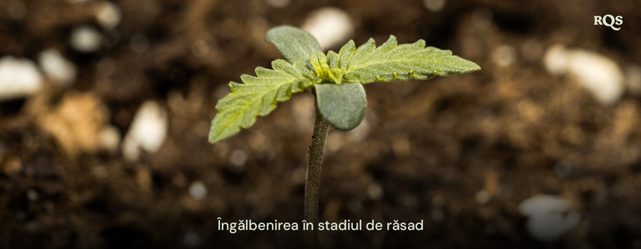 Plantulă de cannabis cu frunze îngălbenite, indicând dezechilibre nutriționale timpurii sau udare excesivă. Exemplu de îngălbenire a plantulelor de cannabis și îngălbenirea frunzelor principale în timpul creșterii timpurii.