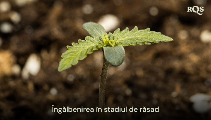 Plantulă de cannabis cu frunze îngălbenite, indicând dezechilibre nutriționale timpurii sau udare excesivă. Exemplu de îngălbenire a plantulelor de cannabis și îngălbenirea frunzelor principale în timpul creșterii timpurii.