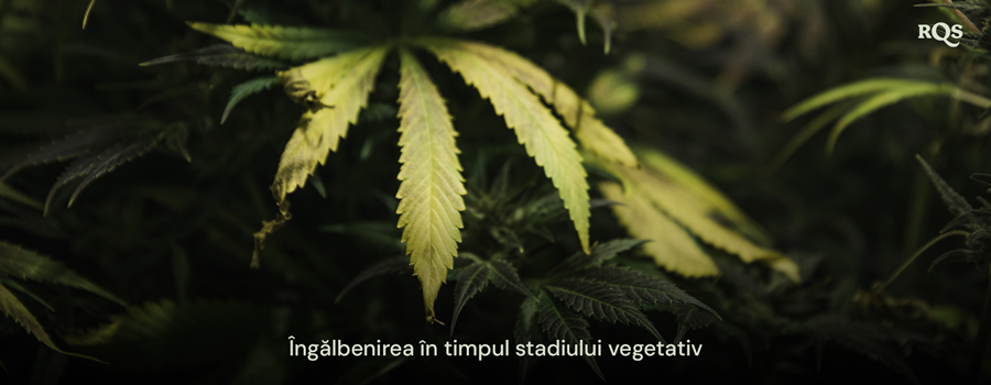 Frunze de cannabis care se îngălbenesc în timpul stadiului vegetativ, evidențiind simptome de deficiențe nutriționale sau probleme de udare. Relevant pentru frunzele principale care se îngălbenesc în timpul vegetației.