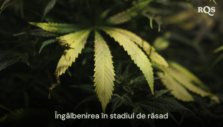 Frunze de cannabis care se îngălbenesc în timpul stadiului vegetativ, evidențiind simptome de deficiențe nutriționale sau probleme de udare. Relevant pentru frunzele principale care se îngălbenesc în timpul vegetației.