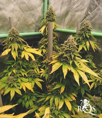 Amestec feminizat Amestec feminizat