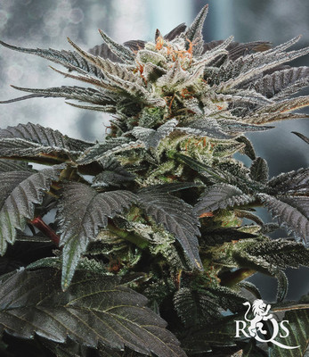 Amestec feminizat Amestec feminizat