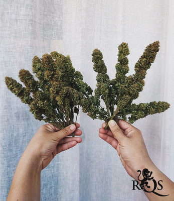 Amestec feminizat Amestec feminizat