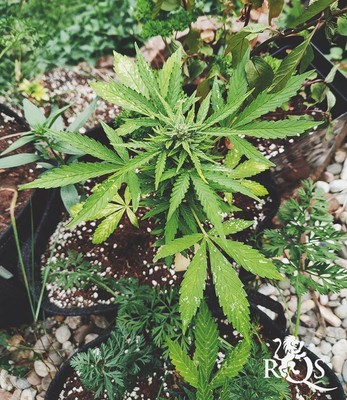 Royal CBDV Automatic Royal CBDV Automatic